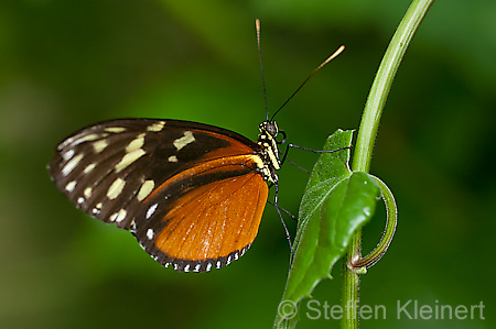 022 Tiger-Passionsfalter - Heliconius ismenius